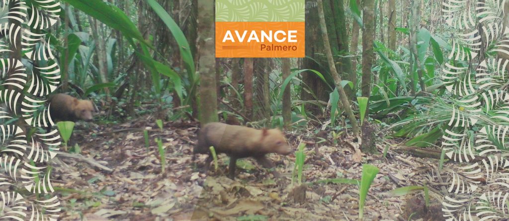 Poligrow Colombia, recibe certificación por el Ministerio de Ambiente y Desarrollo Sostenible