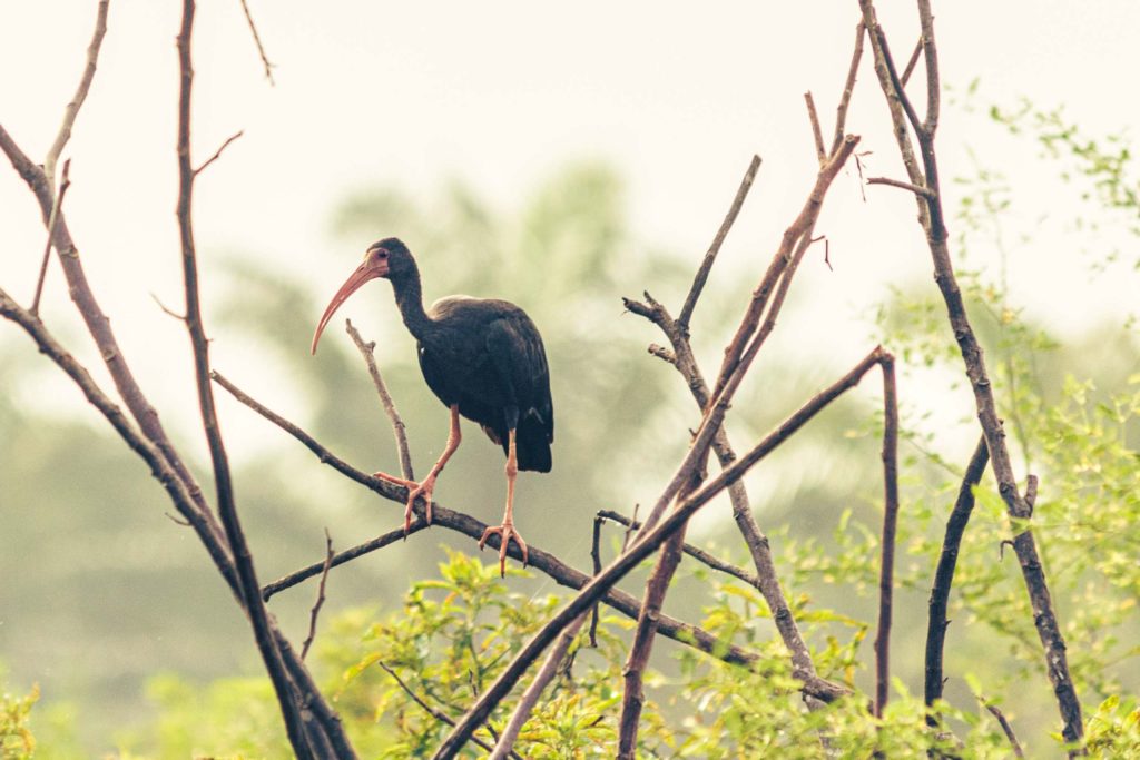 El sector palmero se unió al Global Big Day 2022