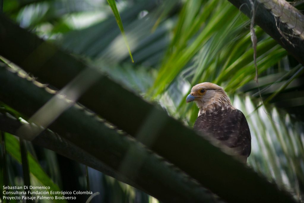 Gavilan en cultivo de palma de aceite. Foto: Sebastian Di Domenico