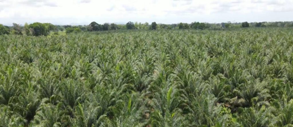 4 medidas de manejo preventivo contra la Pudrición de Cogollo en plantaciones