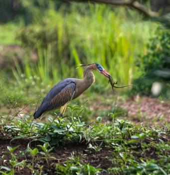 Segundo puesto del decimotercer Concurso Nacional de Fotografía Ambiental y Social en Zonas Palmeras de Colombia (2022). Autor: Mónica Yhojana Muñoz Gónzales. Título: Entre chiflidos.