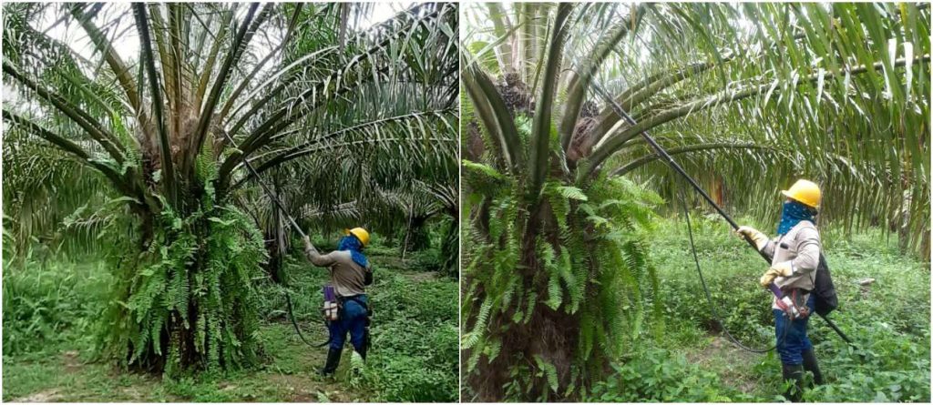 Polinización artificial con ácido naftalenacético (ANA) en cultivares Elaeis guineensis Jacq