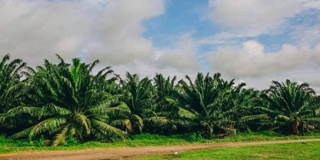 Producción de aceite de palma de enero a mayo 2022 creció 5% frente al mismo periodo 2021
