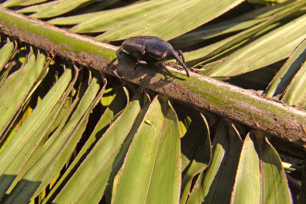 Uso de la Feromona Rynchophorol C en cultivos de coco, chontaduro y caña de azúcar