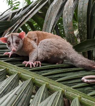 Zarigüeya lanuda de cola pelona o filandro
