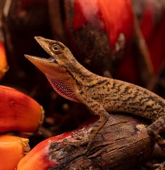 El huésped de la palma