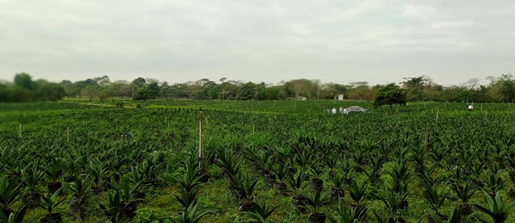 Hasta marzo de 2022 se contabilizaron mas de 370.000 plántulas de hibrido OxG en viveros de núcleos del Magdalena para renovar plantaciones afectadas por Pudrición de cogollo.