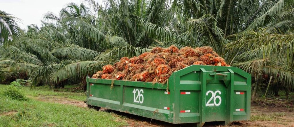 Producción de aceite de palma en lo corrido de 2022 continúa creciendo frente al mismo periodo de 2021