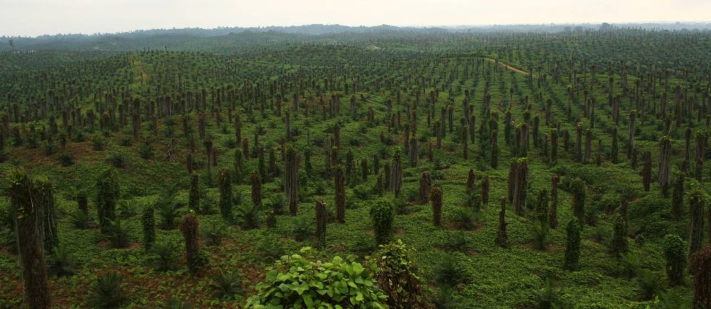 Técnicas modernas que contribuyen a avances para controlar enfermedades en la palma de aceite