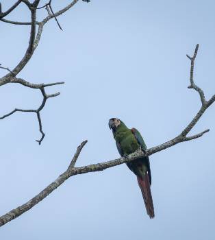 Guacamayo Severo Guacamaya Cariseca