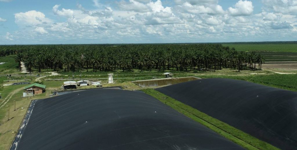 Manuelita, primera en el sector palmero en Colombia en obtener bonos de reducción de CO2