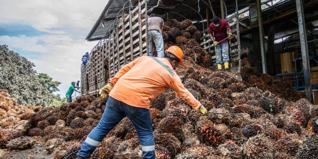 Producción de aceite de palma en lo que va de 2022 continúa creciendo