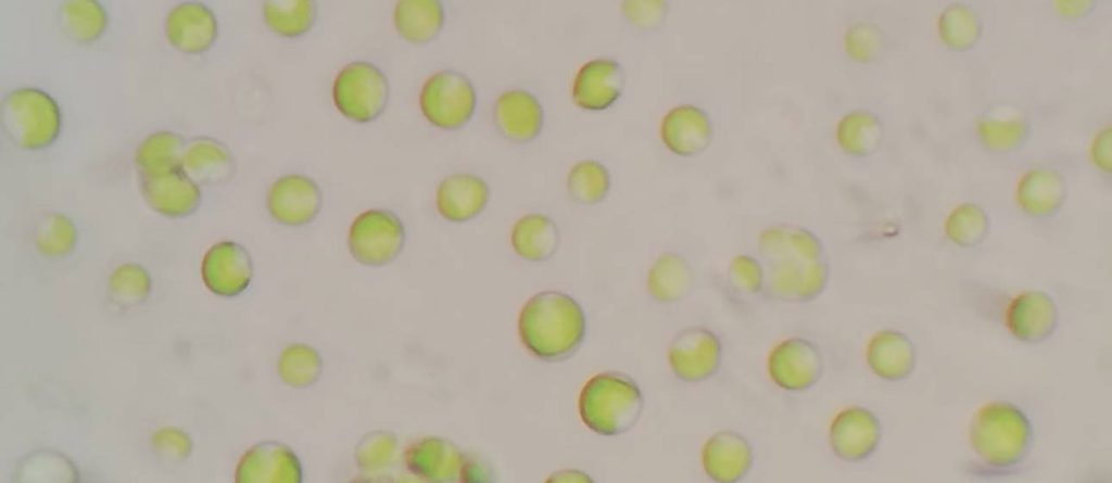 Microalgas, una alternativa biotecnológica para la depuración de aguas residuales y la recirculación de nutrimentos al suelo