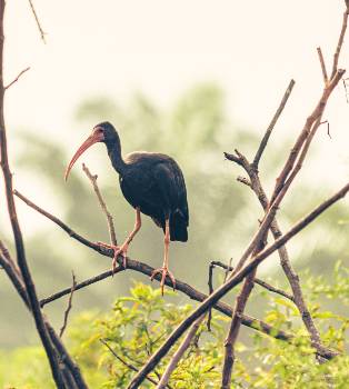 Avistamiento de Ibis en paisaje palmero