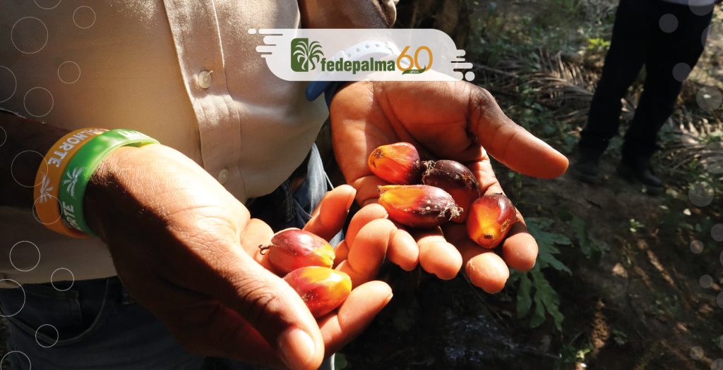 Fedepalma 60 años: hacia delante