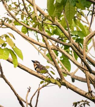 Avistamiento de Buco Bobito en Paisaje Palmero
