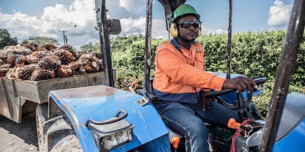 Producción de aceite de palma continúa con buen comportamiento en lo corrido de 2022