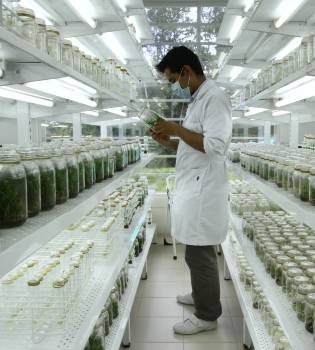 Cenipalma logró categorizar 6 grupos de investigación ante MinCiencias