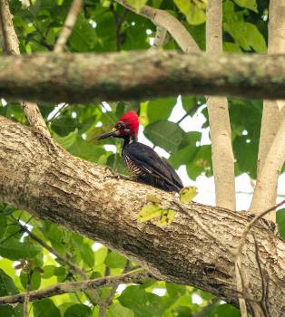 Avistamiento de Carpintero Marcial en Paisaje Palmero