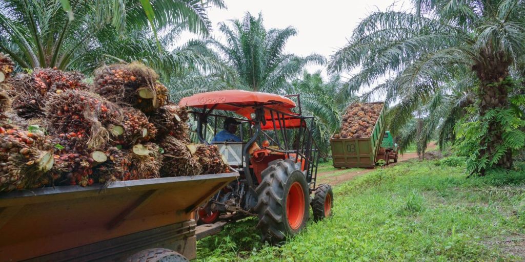 Producción de aceite de palma alcanzó cifra histórica en 2022