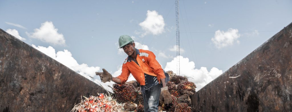 Producción de aceite de palma inicia 2023 con dinámica y crecimiento de 2.8% frente al mismo periodo 2022