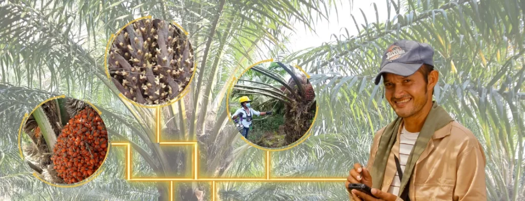 Cenipalma y Solidaridad Network acercando la tecnología informática educativa al palmicultor colombiano