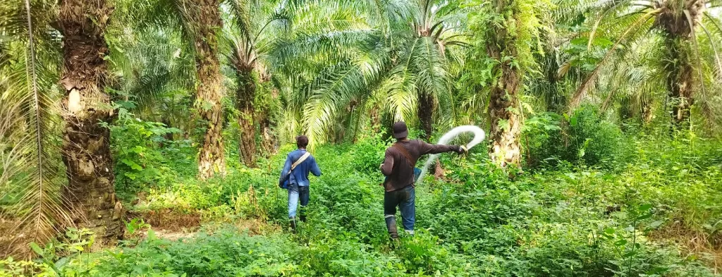 Impacto de diferentes fuentes de potasio en la acumulación de cloro en los racimos de palma de aceite