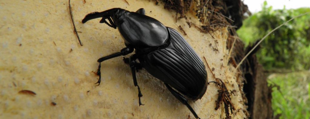 Cultivos de coco, chontaduro y palma de aceite están en riesgo por el complejo de insectos picudos en Tumaco