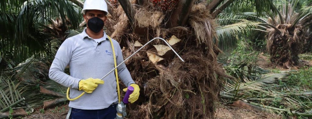 cómo armar un equipo de polinización de forma fácil y económica