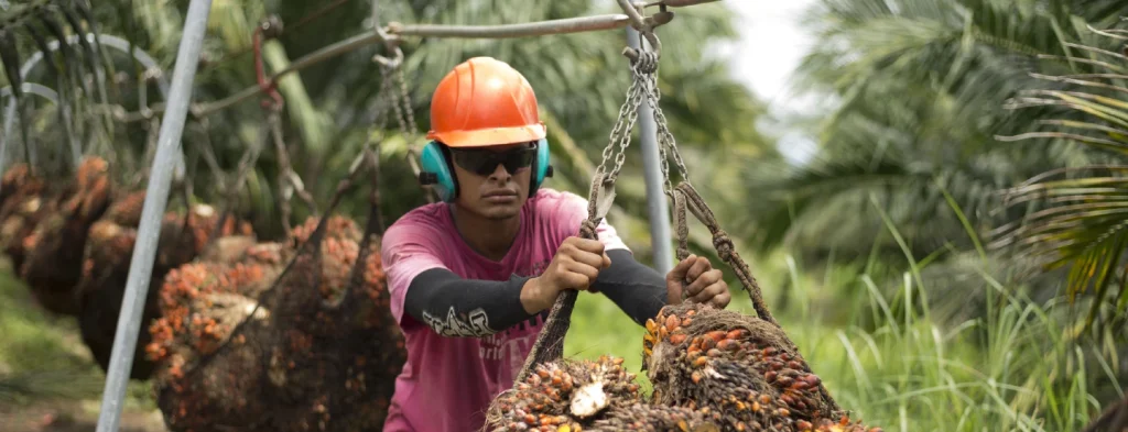 Producción de aceite de palma en el primer trimestre del 2023 presenta buena dinámica y un crecimiento del 5,3 % frente al mismo periodo 2022