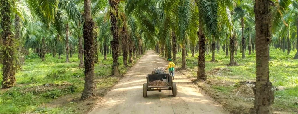 Palma del Grupo Daabon, primera plantación colombiana y latinoamericana en obtener el nivel oro Regenerative Organic Certified®