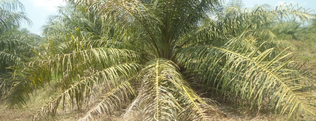 Recomendaciones frente al muy probable fenómeno de El Niño en el año 2023