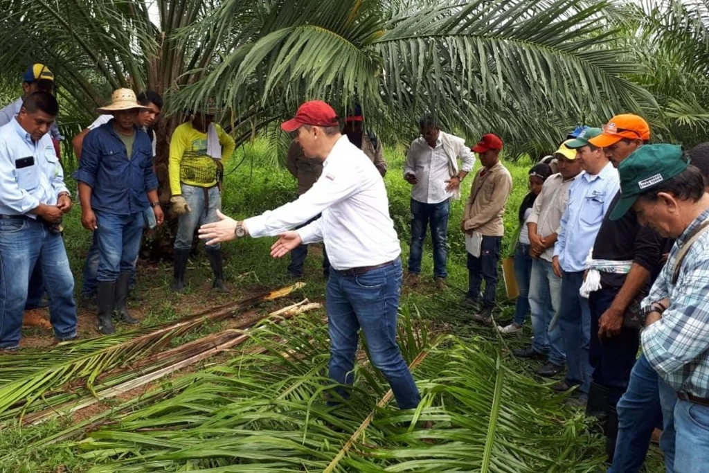 Lo que debe saber del Fondo de Fomento Palmero