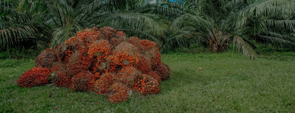 Producción de aceite de palma entre enero-abril 2023 presenta buena dinámica y crecimiento de 4,7 % frente al mismo periodo 2022