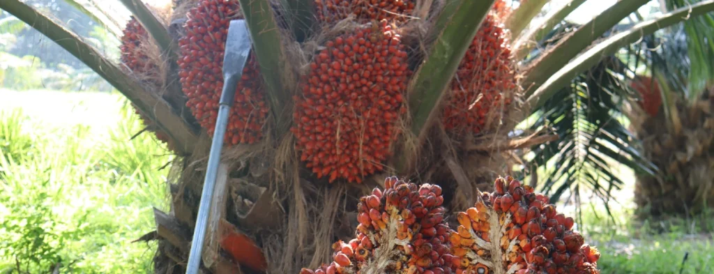 implementación de las Mejores Prácticas Agrícolas para el Punto Óptimo de Cosecha en Híbrido OxG