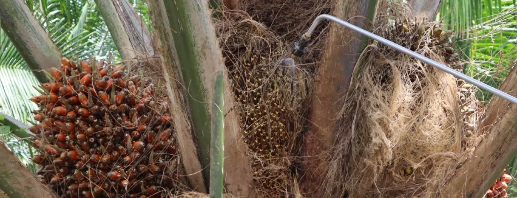 Polinizador Artificial 98% de Tecnopalma