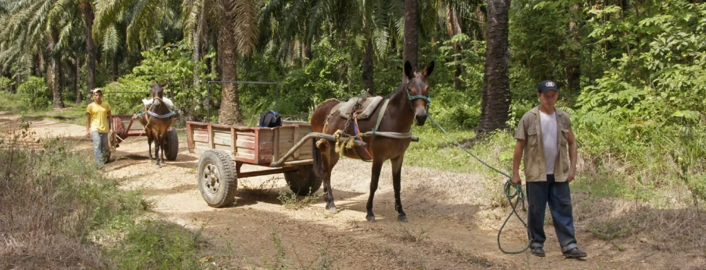 Cenipalma y el SENA capacitan a las empresas del sector en primeros auxilios en equinos