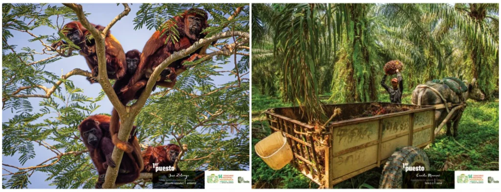 Fotos ganadoras del Concurso Nacional de Fotografía Ambiental y Social en zonas palmeras