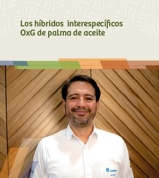 Los híbridos interespecíficos OxG de palma de aceite