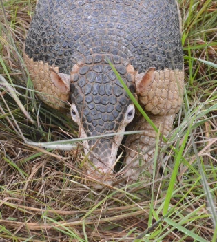 Ocarro – Armadillo gigante