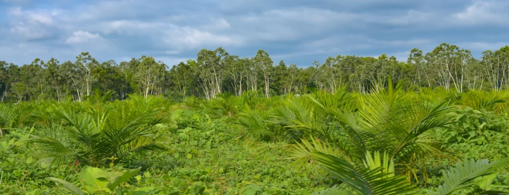 Atentos a las predicciones fenómeno El Niño para el mes de julio
