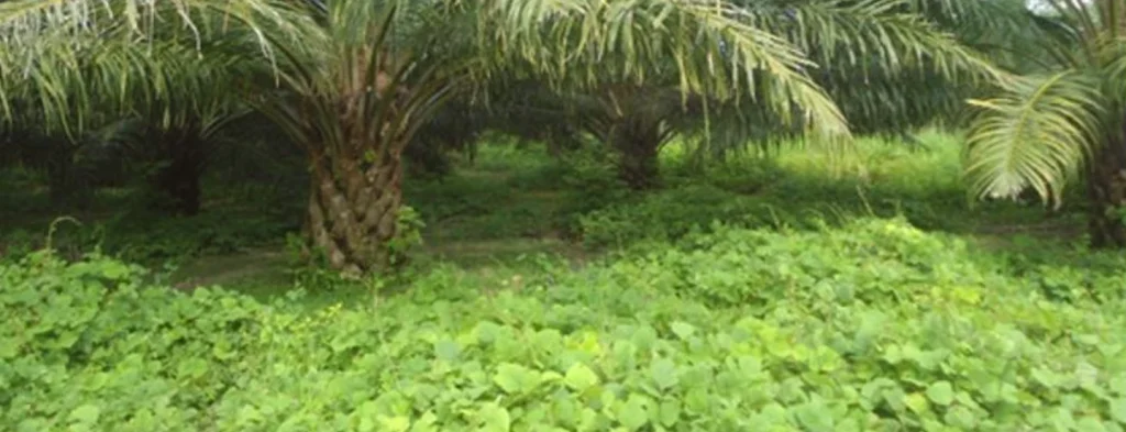 Recomendaciones frente a la baja disponibilidad de algunas leguminosas de cobertura para la palma de aceite