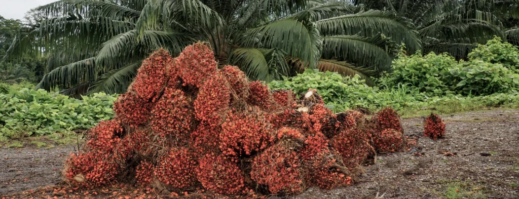 Producción de aceite de palma crece 4,7% en primer semestre frente a igual periodo de 2022