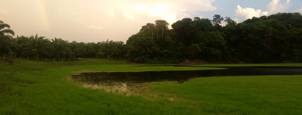 Fedepalma mantiene la palmicultura sostenible en todos sus frentes