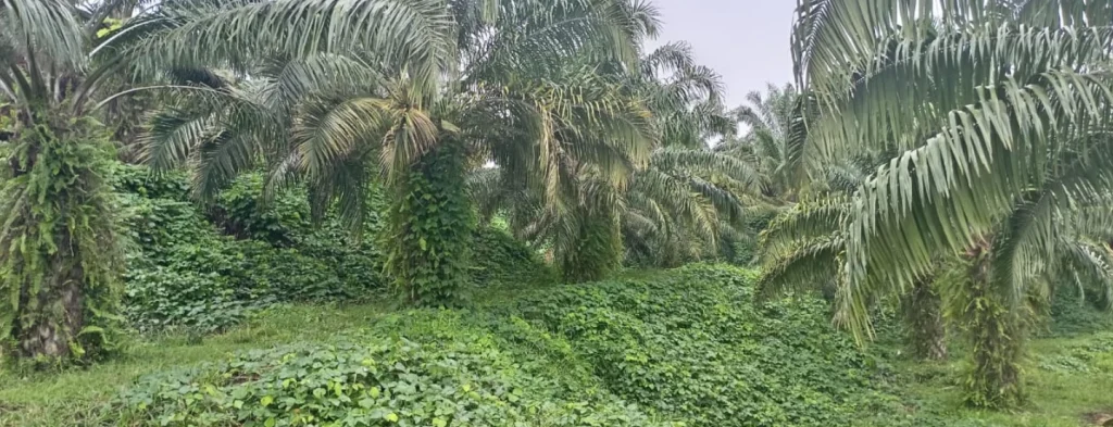 Suelos frágiles: sus funciones y manejo para la sostenibilidad de la palmicultura