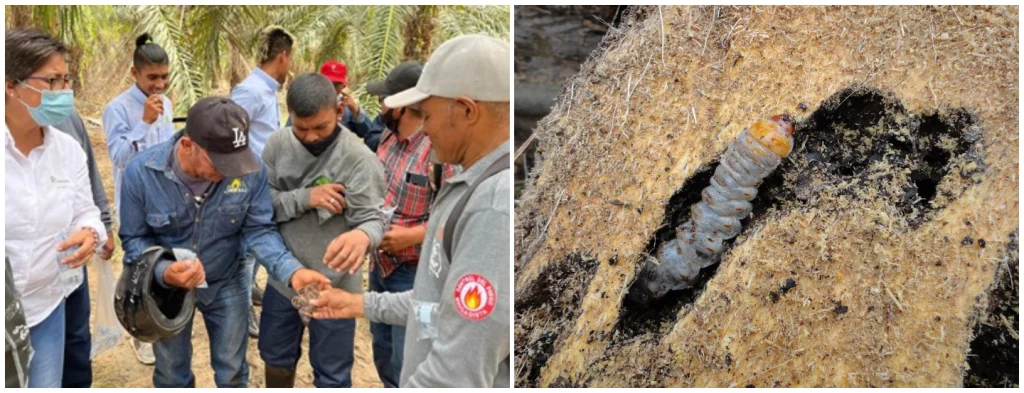 el barrenador Eupalamides guyanensis ataca nuevamente las plantaciones de la Zona Oriental