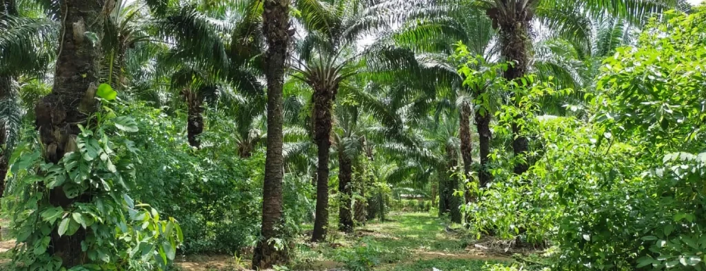 Sotobosque: maleza fiel