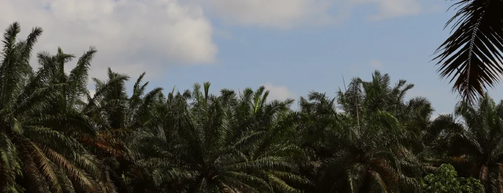 Fenómeno El Niño 2023: podría alcanzar su madurez durante el tercer y cuarto trimestre