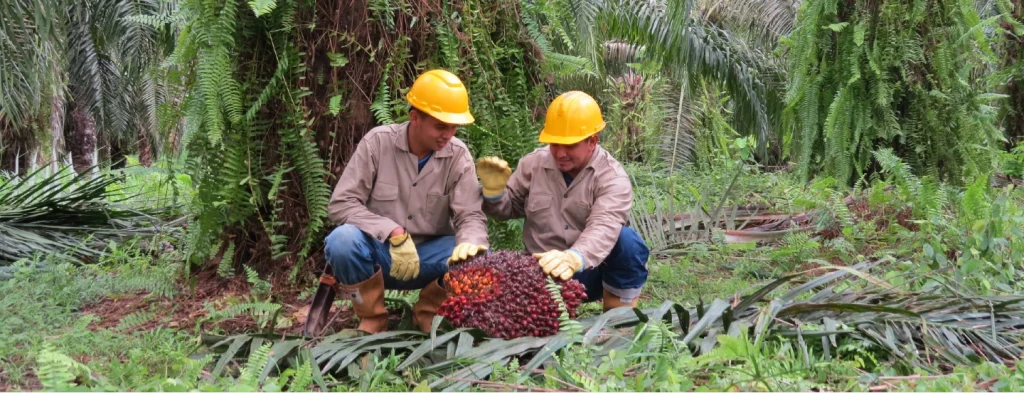 Índice de costos para el cultivo de la palma de aceite (ICPA)