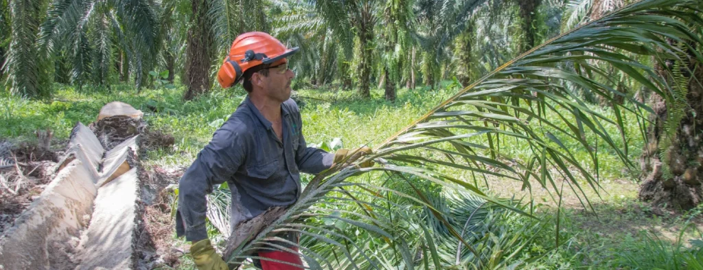La Pudrición del cogollo en la XVIII Reunión Técnica Nacional de Palma de Aceite
